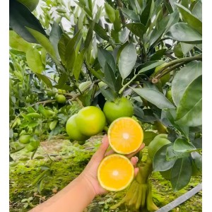 冰糖橙 黑框净重35斤