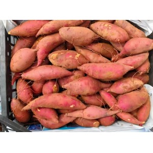 榴莲蜜薯 黑框净重40斤