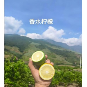 香水柠檬 纸箱净重50斤
