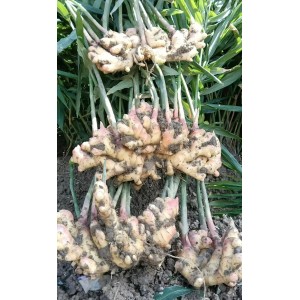 小黄姜 黑框净重25斤