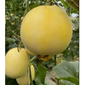 大黄冰糖脆甜瓜2.5kg