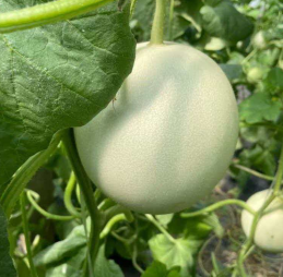 冰淇淋玉菇甜瓜2.5kg